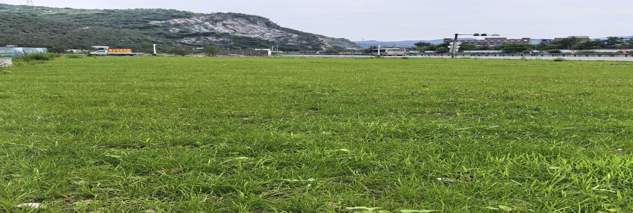 草地1.jpg