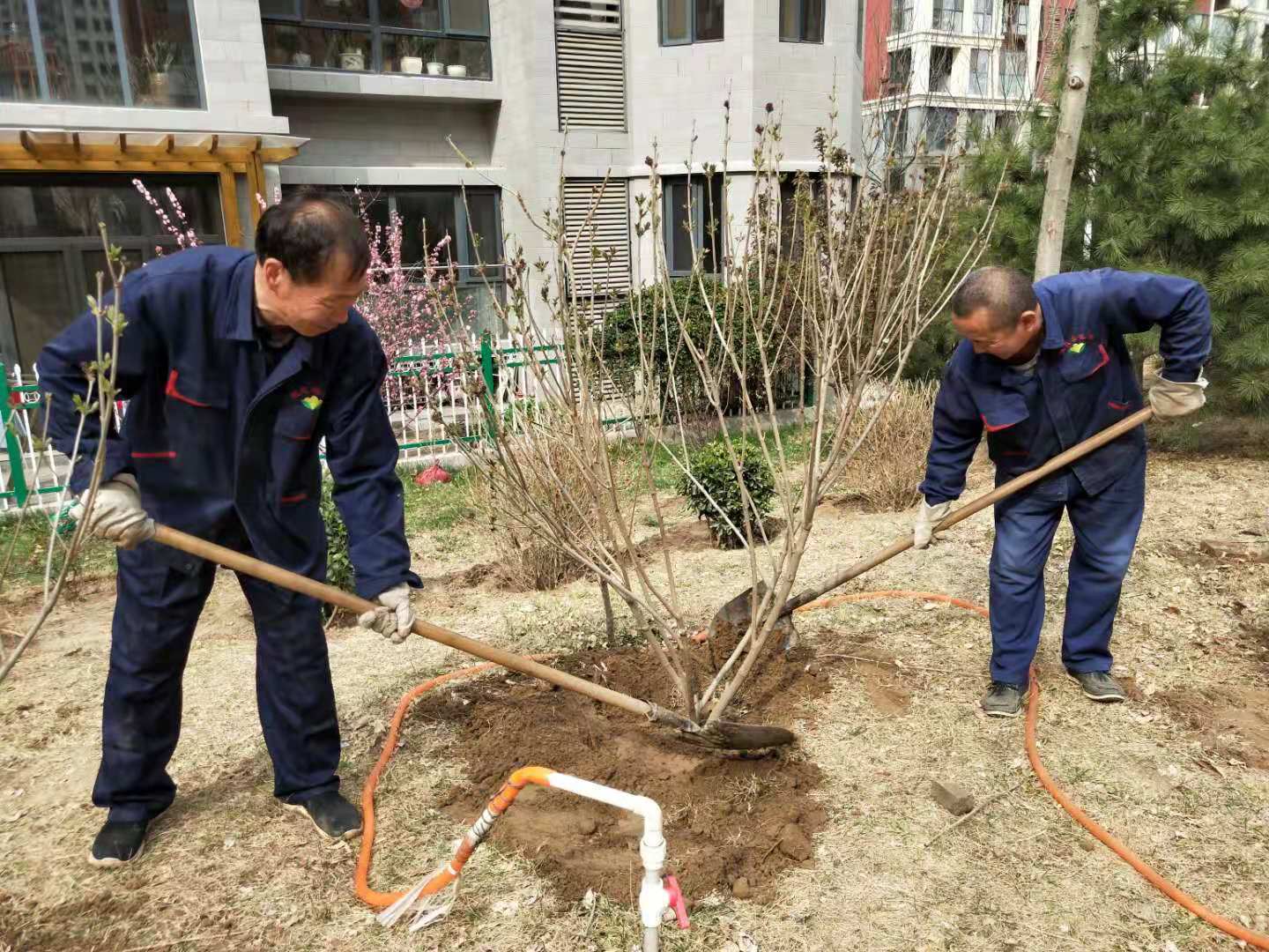 晋州物业开展绿化修剪养护工作(图1)